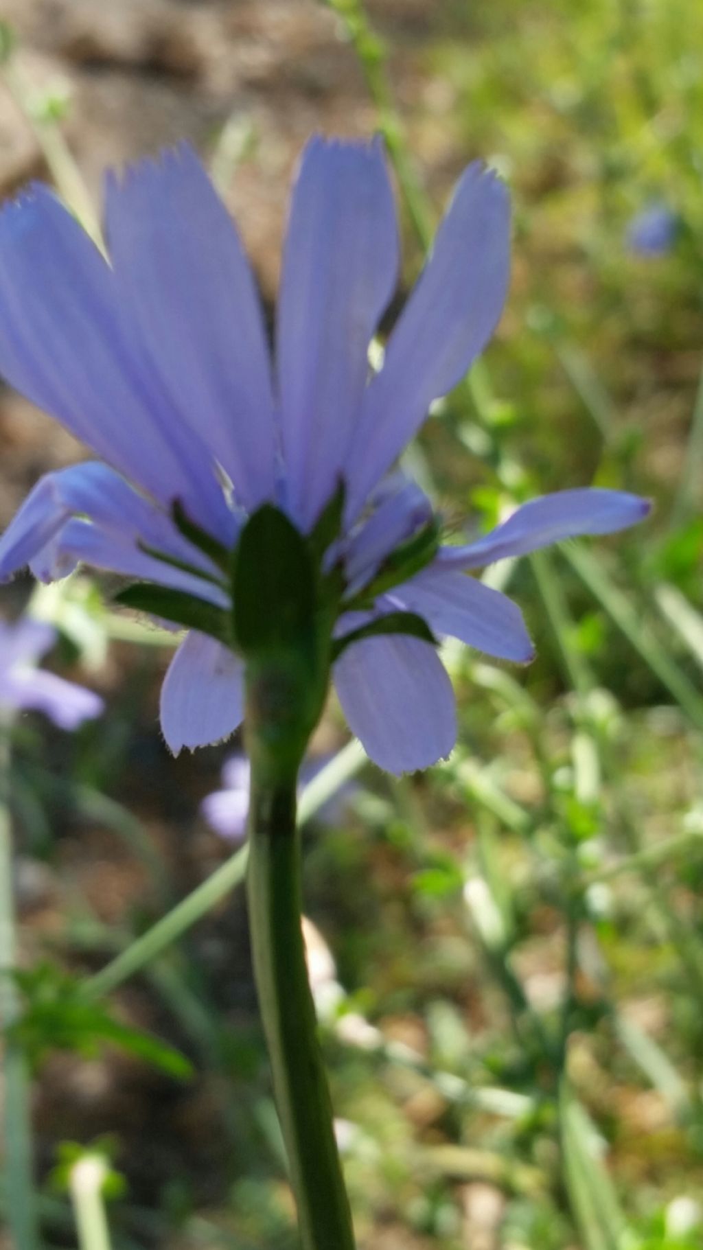 Cichorium intybus